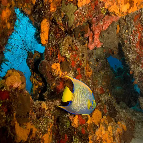 Punta Dalila Reef Cozumel Dive Site
