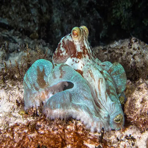 Punta Dalila Reef Cozumel Dive Site