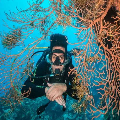 Punta Dalila Reef Cozumel Dive Site