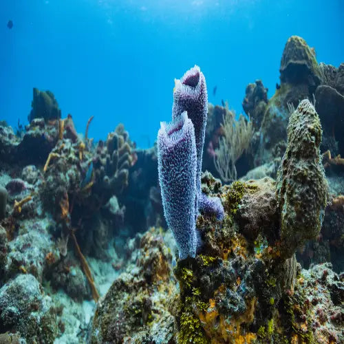 Punta Dalila Reef Cozumel Dive Site