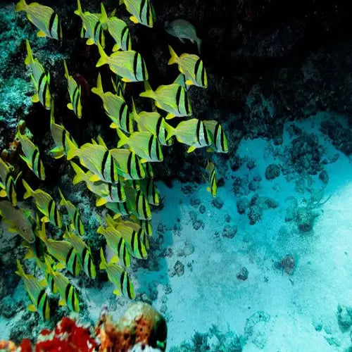 Punta Dalila Reef Cozumel Dive Site