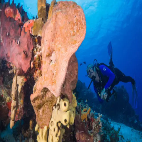 Punta Dalila Reef Cozumel Dive Site