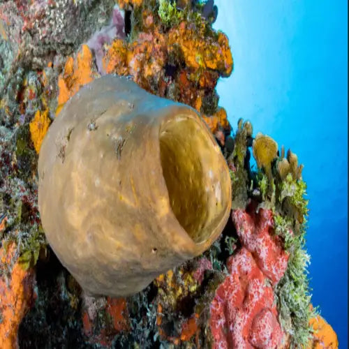 Punta Dalila Reef Cozumel Dive Site