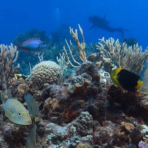 Punta Morena Reef Cozumel Dive Site