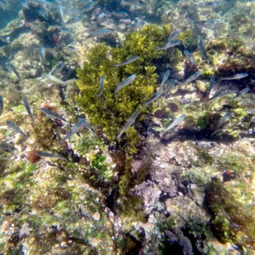 Punta Morena Reef Cozumel Dive Site