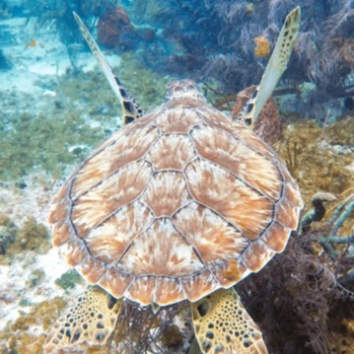 Punta Morena Reef Cozumel Dive Site