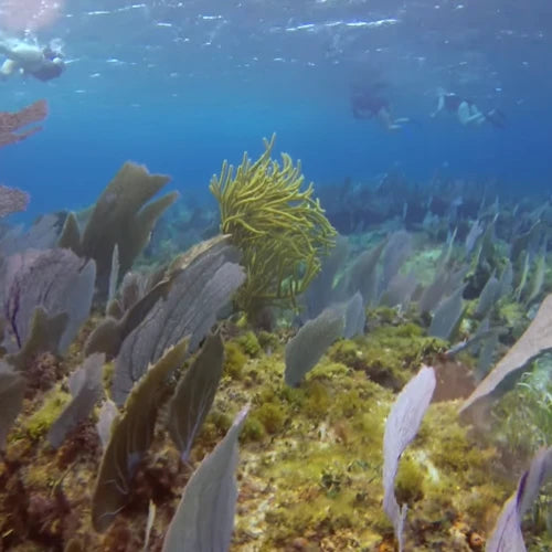 Punta Sur Reef Cozumel Dive Site