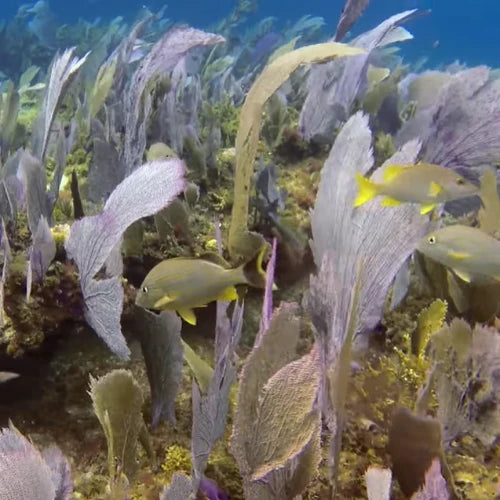 Punta Sur Reef Cozumel Dive Site