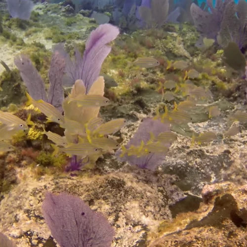 Punta Sur Reef Cozumel Dive Site