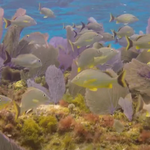 Punta Sur Reef Cozumel Dive Site