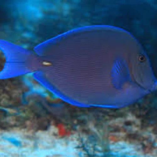 Punta Sur Reef Cozumel Dive Site