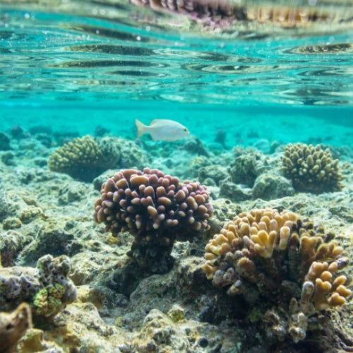 Punta Sur Reef Cozumel Dive Site
