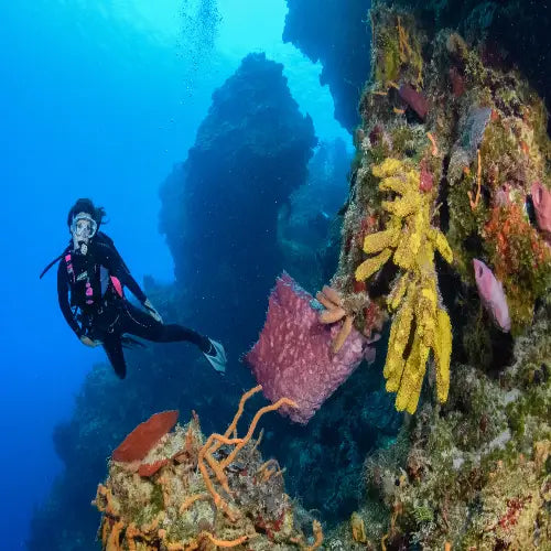 Tunich Reef – Cozumel Dive Site Guide