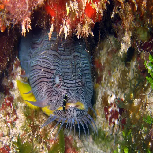 Tunich Reef – Cozumel Dive Site Guide