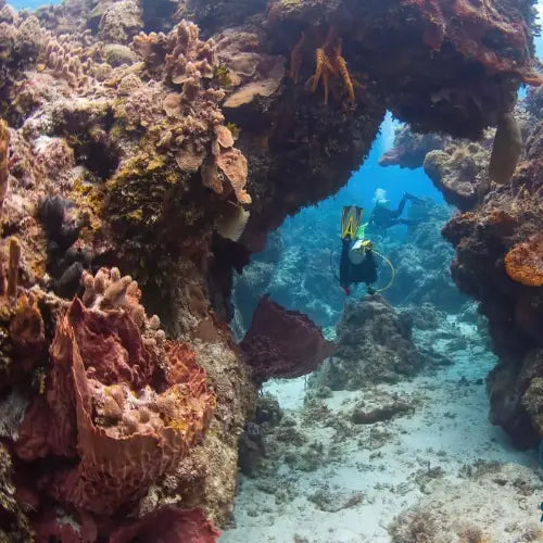 Tunich Reef – Cozumel Dive Site Guide