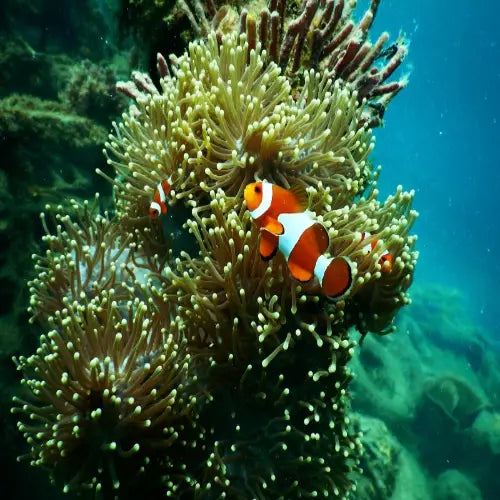 Tunich Reef – Cozumel Dive Site Guide