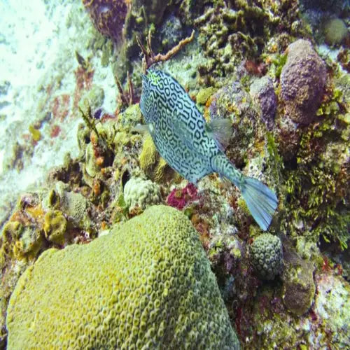 Tunich Reef – Cozumel Dive Site Guide