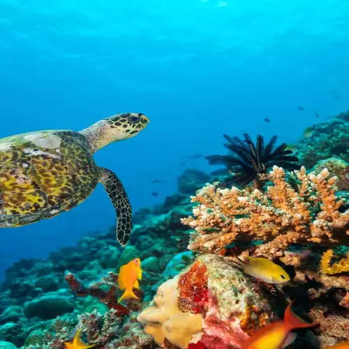 Tunich Reef – Cozumel Dive Site Guide