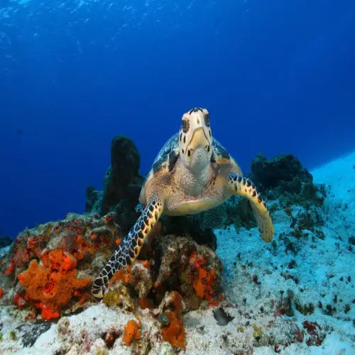 Tunich Reef – Cozumel Dive Site Guide