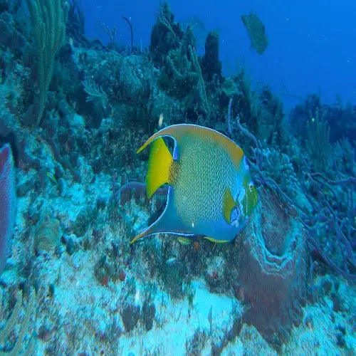 San Francisco Reef Cozumel Dive Site