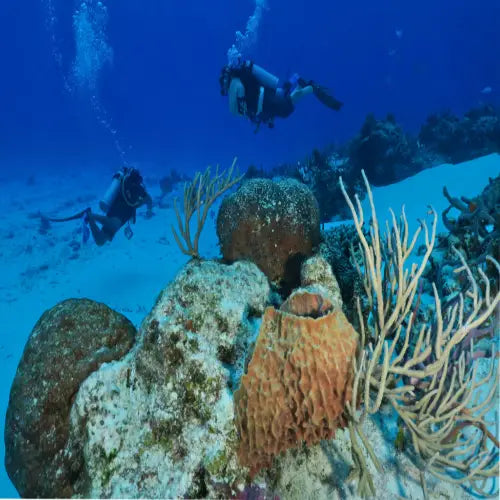 San Francisco Reef Cozumel Dive Site