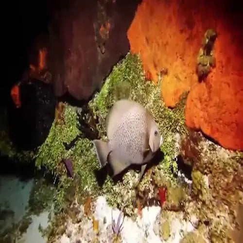 San Francisco Reef Cozumel Dive Site