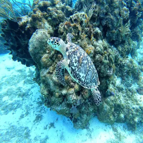 San Francisco Reef Cozumel Dive Site