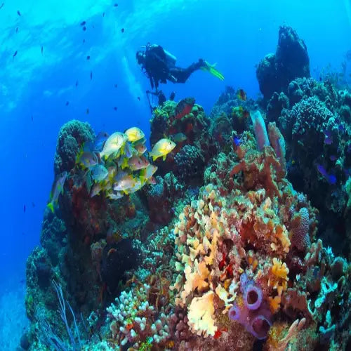 San Francisco Reef Cozumel Dive Site