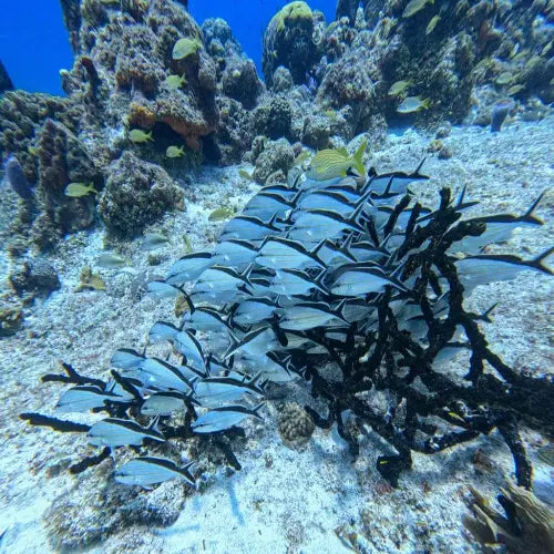 San Francisco Reef Cozumel Dive Site