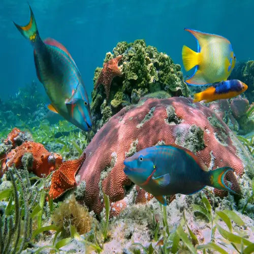 San Francisco Reef Cozumel Dive Site
