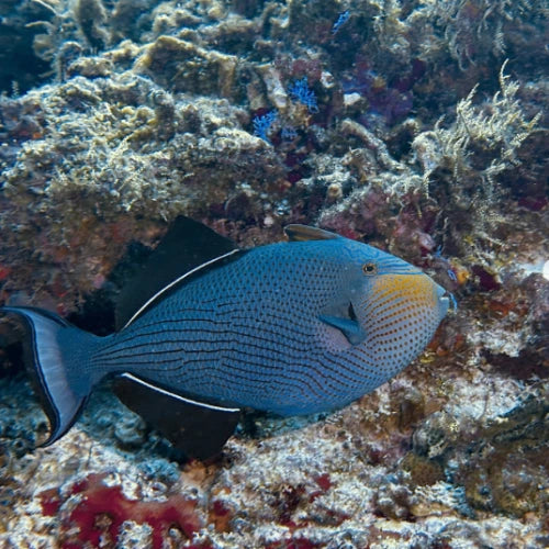 San Francisco Reef Cozumel Dive Site