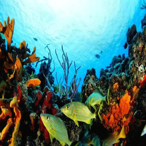 Santa Rosa Reef Cozumel Dive Site