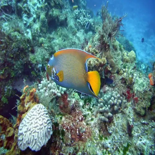 Santa Rosa Reef Cozumel Dive Site