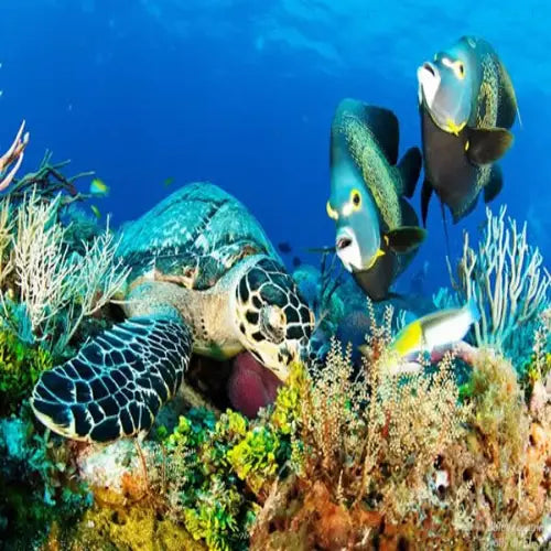 Santa Rosa Reef Cozumel Dive Site