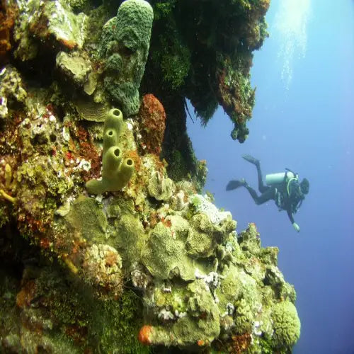 Santa Rosa Reef Cozumel Dive Site