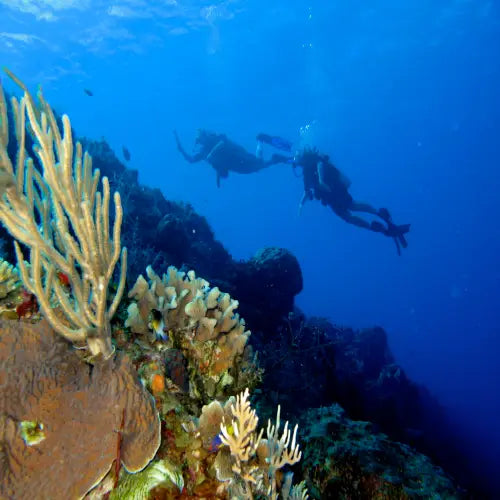 Santa Rosa Reef Cozumel Dive Site