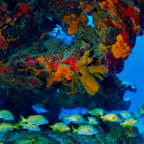Santa Rosa Reef Cozumel Dive Site