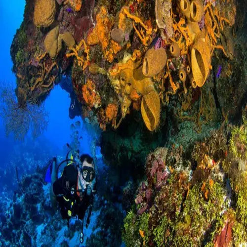 Tormentos Reef Cozumel Dive Site