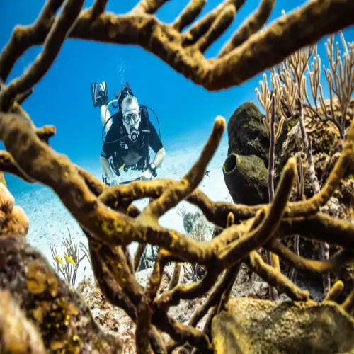 Tormentos Reef Cozumel Dive Site