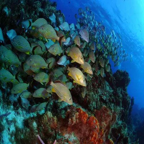 Tormentos Reef Cozumel Dive Site