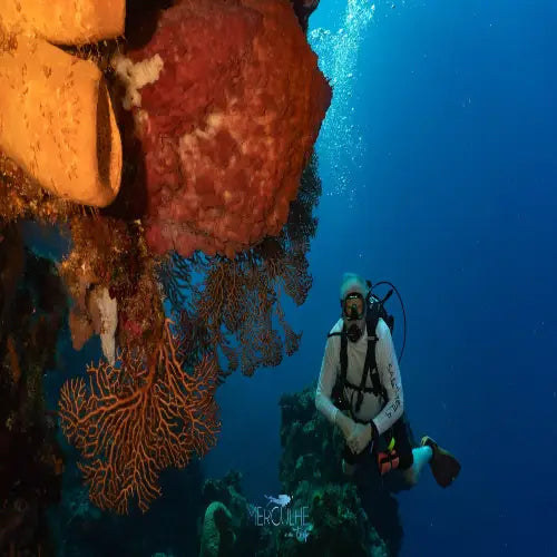 Tormentos Reef Cozumel Dive Site