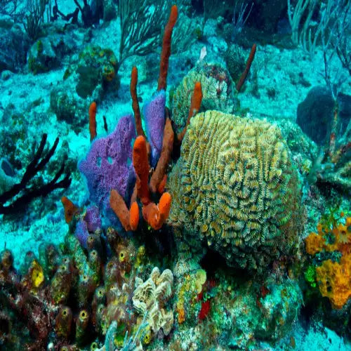 Tormentos Reef Cozumel Dive Site