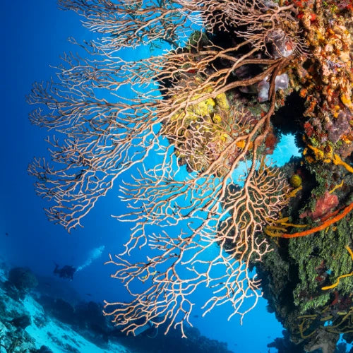 Tormentos Reef Cozumel Dive Site