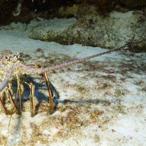Tunich Reef – Cozumel Dive Site Guide