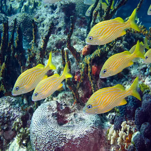 Yellow House Reef Cozumel Dive Site