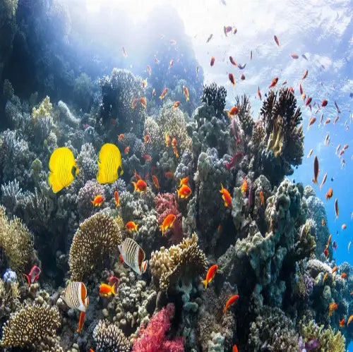 Yellow House Reef Cozumel Dive Site