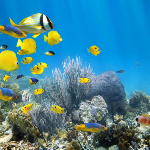 Yellow House Reef Cozumel Dive Site