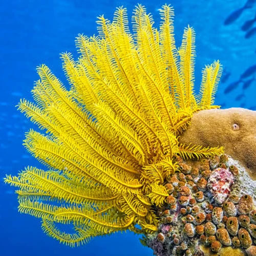 Yellow House Reef Cozumel Dive Site