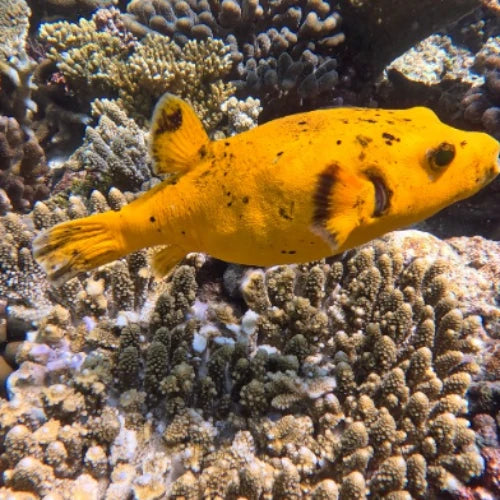 Yellow House Reef Cozumel Dive Site