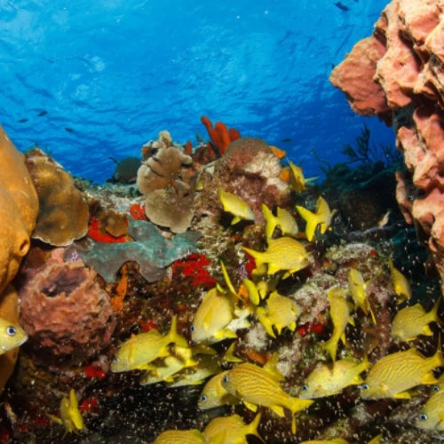 Yellow House Reef Cozumel Dive Site